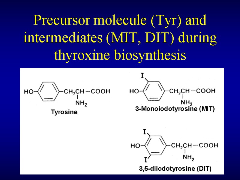 Precursor molecule (Tyr) and intermediates (MIT, DIT) during thyroxine biosynthesis